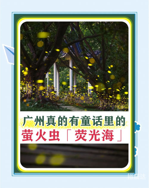 广州萤火虫，城市的夜之精灵-第1张图片