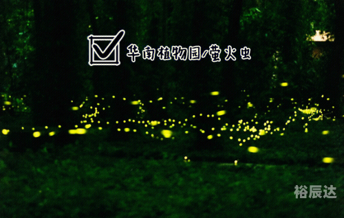 广州萤火虫，城市的夜之精灵-第2张图片