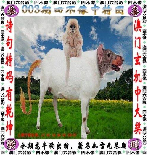 澳门一肖一码一特一中澳门一码一特一中的神秘之旅