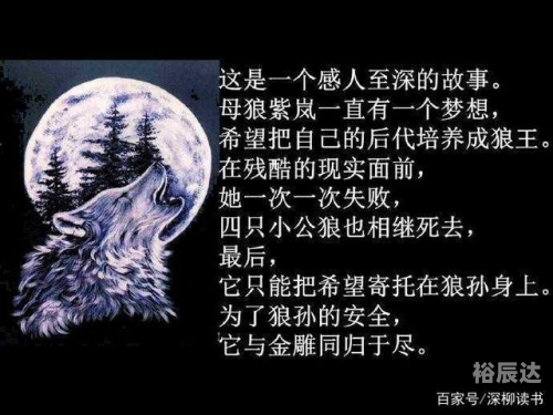 广西的狼精英主论坛广西狼精英主论坛，探索狼性精神的卓越之地-第3张图片