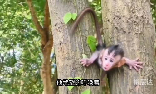 膏药猴百度百科
