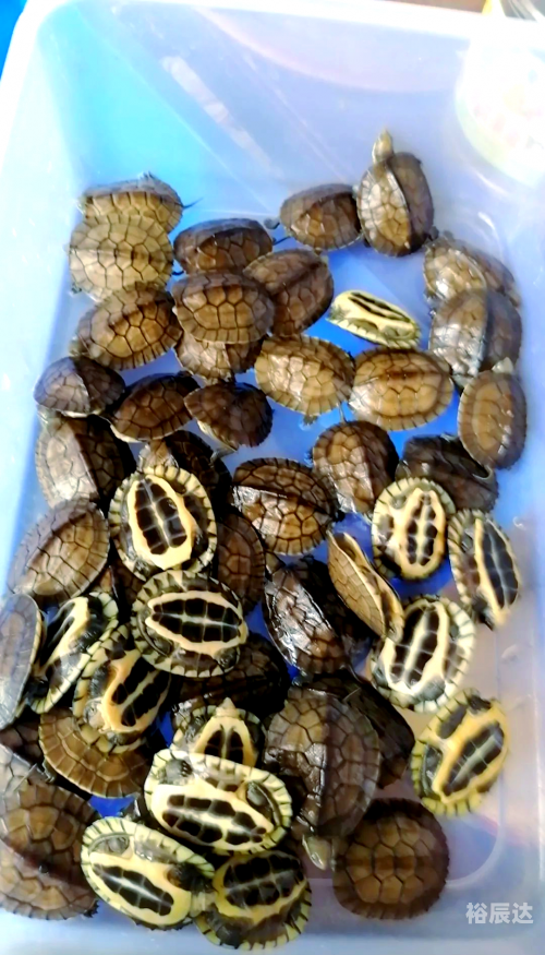 金钱龟价格，市场动态与影响因素-第1张图片