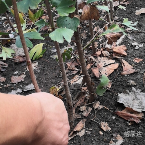 银杏树小苗银杏树小苗的魅力