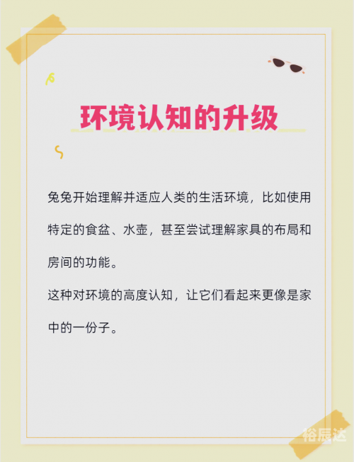 兔兔网络用语暗示什么兔兔网，探索兔兔世界的网络家园-第2张图片