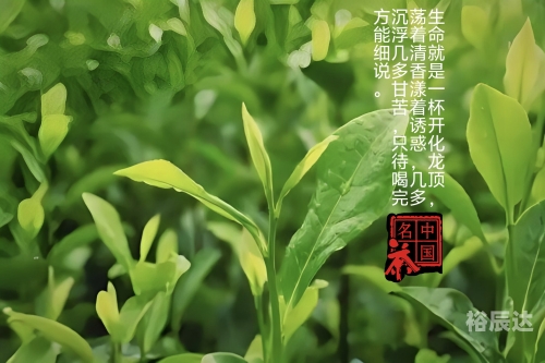 开化龙顶开化龙顶，品味独特的茶文化-第2张图片