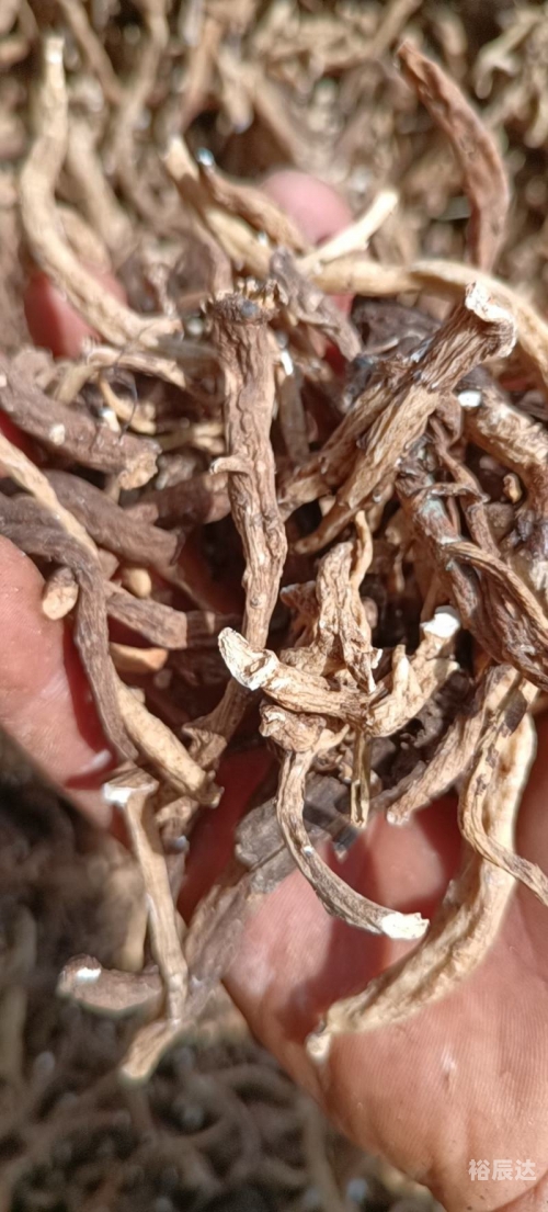 小草乌的图片小草乌的魅力与故事-第2张图片