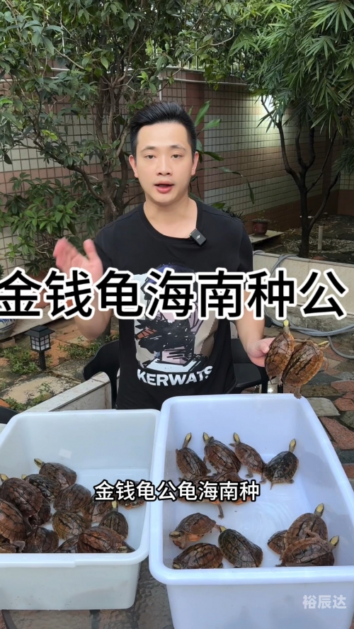 金钱龟最新价格多少钱一斤金钱龟最新价格分析
