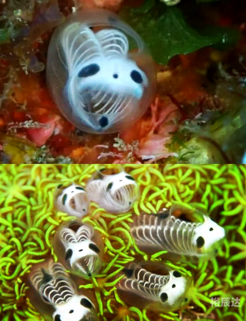七夜娃娃七夜娃娃，神秘生物的探索之旅-第2张图片