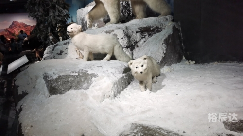 冰雪论坛冰雪论坛，探索冰雪运动的无限可能-第3张图片