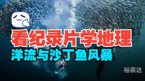 沙丁鱼之海，海洋中的生命奇迹