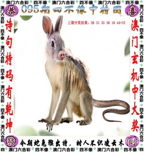香港开奖直播，神秘开奖记录小说