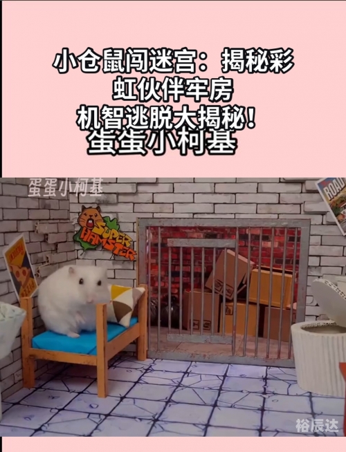 金字塔迷宫小仓鼠金字塔迷宫探索之旅