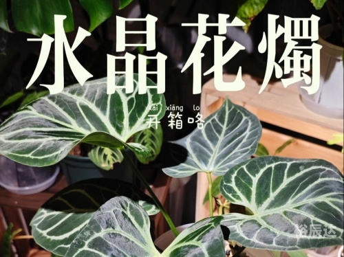 水晶花烛水晶花，美丽与神秘交织的花卉