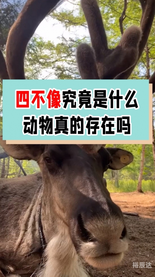 四不像图中的神秘数字626969-第3张图片