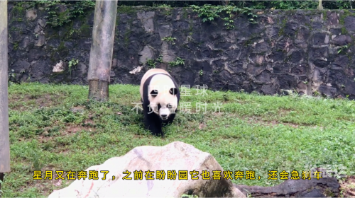 跑酷熊猫跑酷熊猫，独特的魅力与挑战-第1张图片