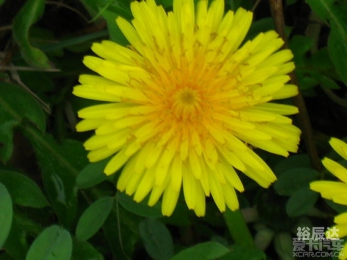 芳草地论坛高手论坛内容介绍芳草地论坛，探索网络交流的新天地-第3张图片