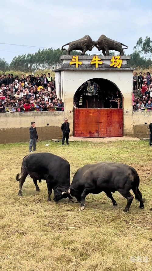 天天斗牛，热血竞技的激情与挑战-第2张图片