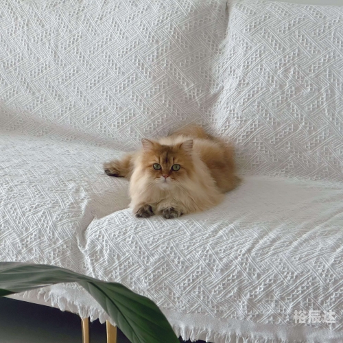 三脚猫论坛三脚猫论坛，探索网络交流的新天地-第1张图片