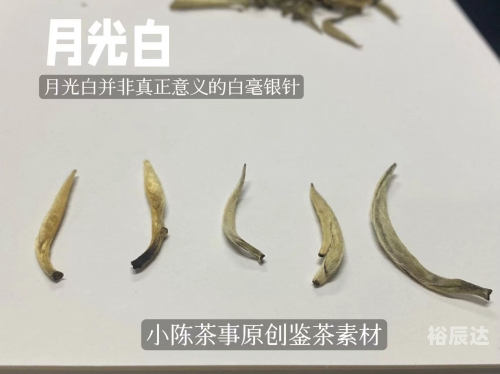 白茶比较出名的品种白茶最出名的几种
