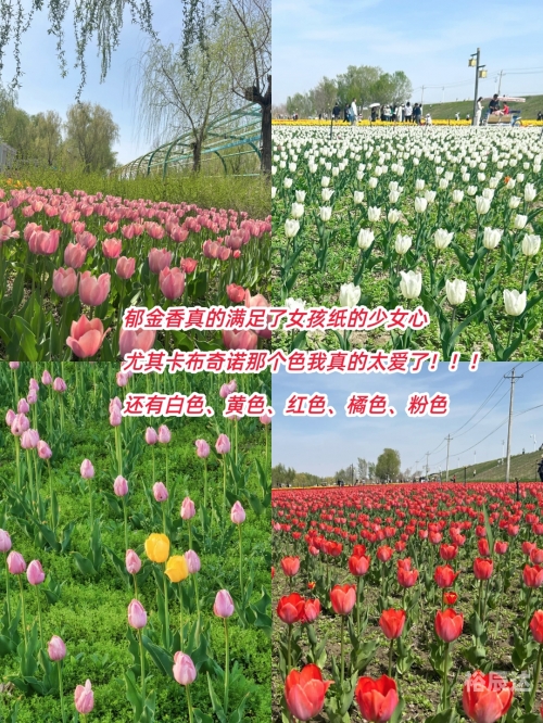 新疆五家渠，多元文化与美丽风景的融合