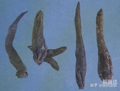 小草乌的魅力与故事
