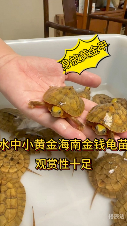 金钱龟的价格金钱龟价格波动与市场趋势-第1张图片