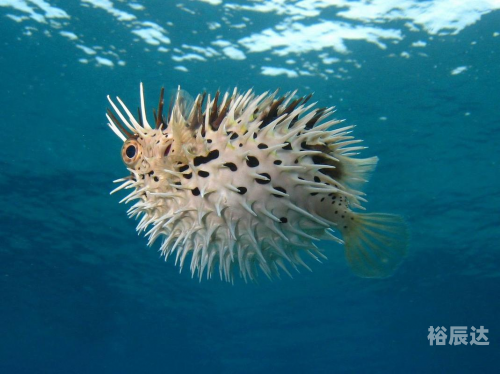 吼吼鲸进化吼吼鲸，海洋中的神秘生物-第1张图片