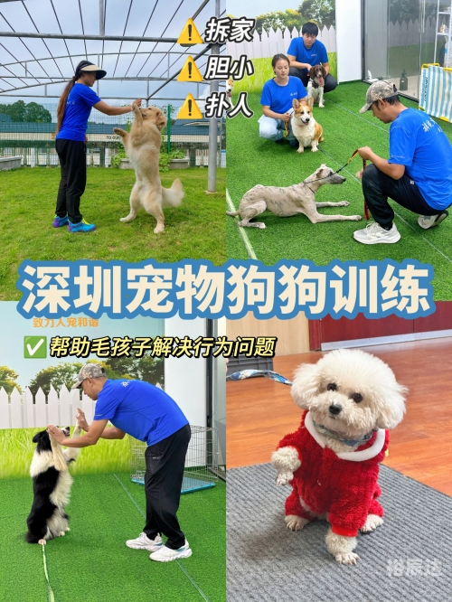 跑狗网，引领宠物健康与训练的新潮流