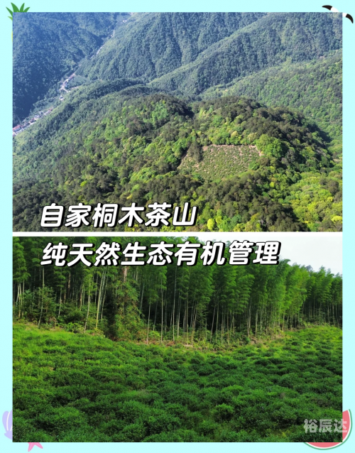 茶叶卫生标准与茶叶品质保障-第1张图片