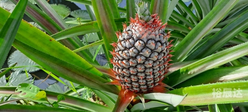 菠萝果图片大全菠萝果，热带水果的魅力