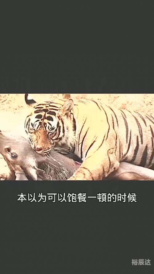 横拦竖挡打一准确生肖横拦竖挡，生活中的防御策略-第1张图片