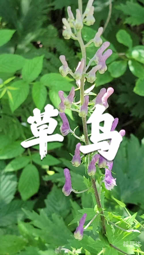 小草乌的魅力与故事