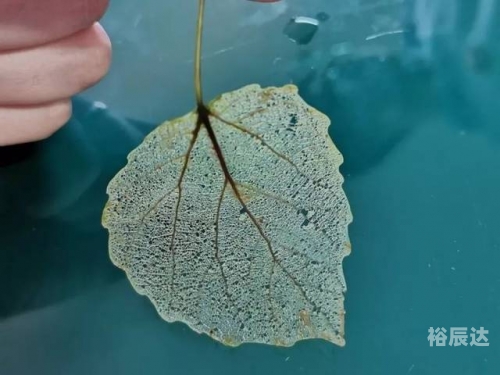 终极道，探寻真理之路