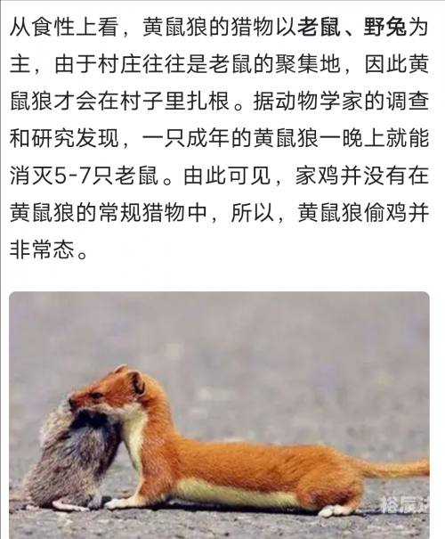 黄大仙论坛精选六肖2021黄大仙论坛精选，六肖揭秘与黄大仙的神秘魅力