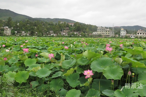 荷桂生态文化旅游节2024年什么时候举行荷桂生态文化旅游节-第2张图片