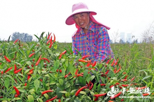 采摘网牛彩预测采摘网，高效便捷的农业工具-第1张图片