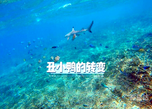 白天鹅高手论坛白天鹅高手论坛，探索天鹅界的精英之路