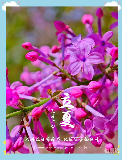 好运彩，生活中的幸运之花