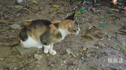 三脚猫论坛三脚猫论坛，探索网络交流的新天地-第3张图片