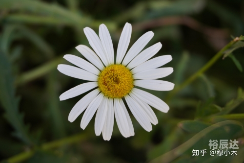 好日子高手论坛，探索生活中的美好时刻-第1张图片