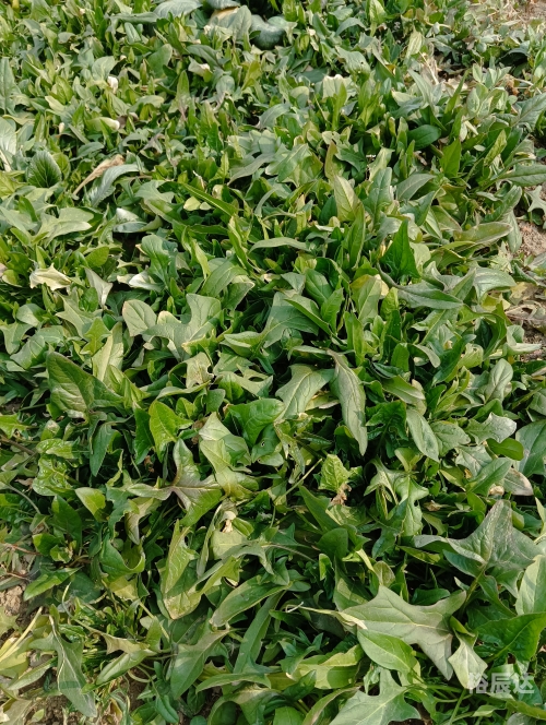 菠菜网haobc菠菜网HAOBC，引领绿色生活的新窗口-第2张图片