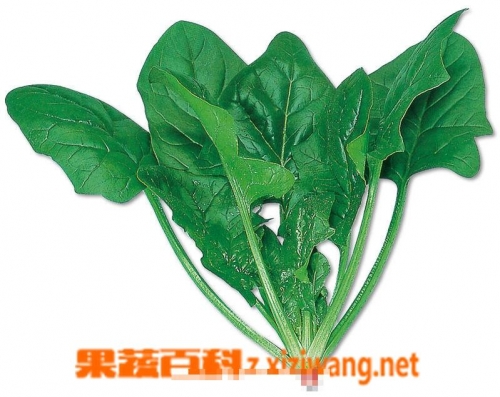 菠菜网haobc菠菜网HAOBC，引领绿色生活的新窗口-第3张图片