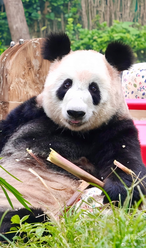 牛牛刺激牛牛刺激，探索动物乐园中的神秘魅力-第1张图片