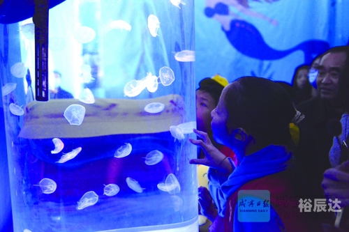 海狮报海狮报，海洋之声的启示-第1张图片