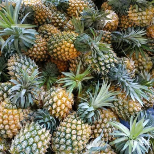 菠萝果菠萝果，热带水果的魅力-第1张图片