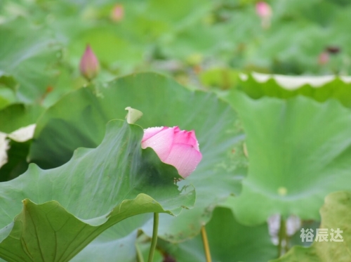 股票的出水芙蓉什么意思出水芙蓉，美的象征与寓意-第1张图片