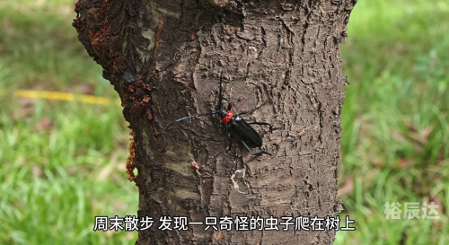 天牛红五图库大全-第1张图片