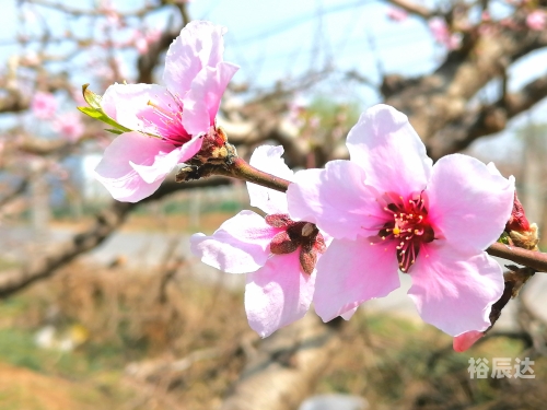 3月21日，春天的启幕与新希望的开始-第1张图片