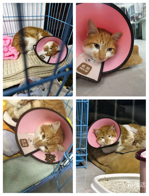 三脚猫论坛三脚猫论坛，探索网络交流的新天地-第1张图片