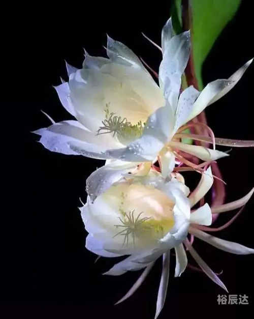 夜之女王,神秘而优雅的女神